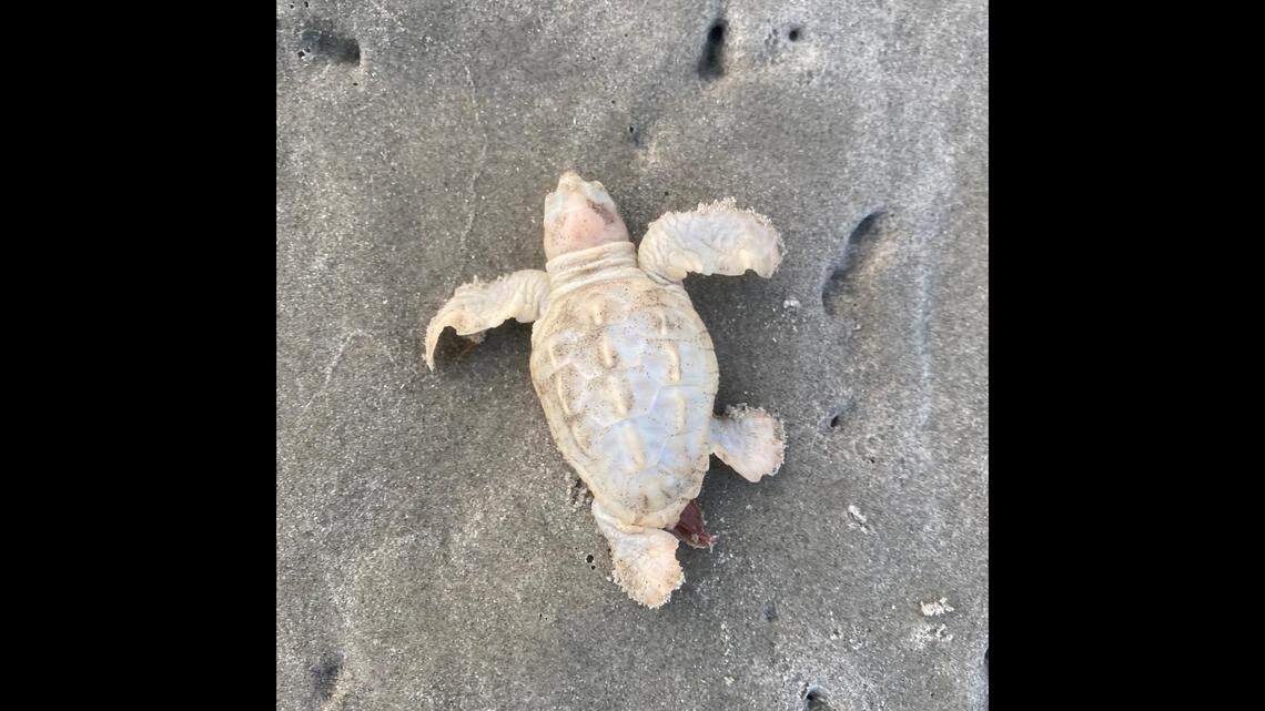 Wildlife experts are celebrating the birth of a rare white sea turtle on Kiawah Island in South Carolina.