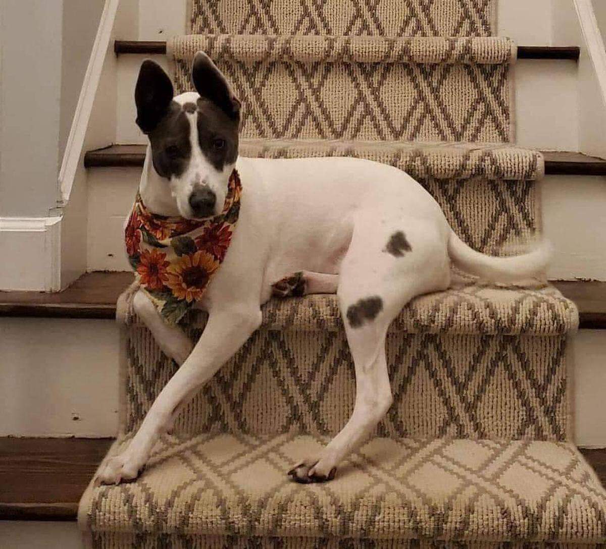 This dog, a whippet named Marley, ran off on the south end of Hilton Head Island. Call Derek at 678-549-6969 or Alex at 404-444-0569 if you see her.