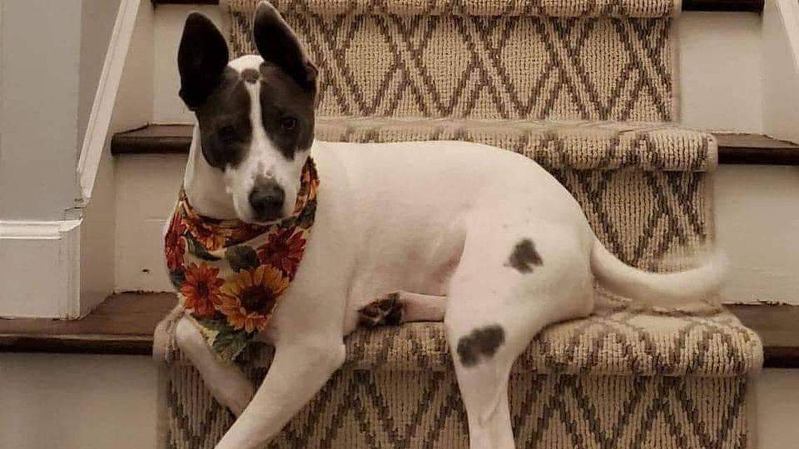 Tracking dogs were brought in to find this dog on Hilton Head Island. Here’s why