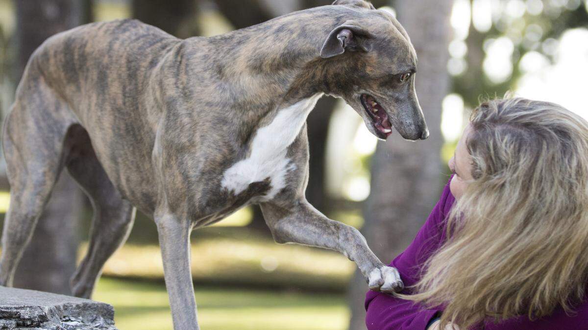 GrandCru Giaconda with professional handler Rindi Gaudet photographed in June at Palmetto Bluff. Gia won Best of Breed at the 2015 Westminster dog show.