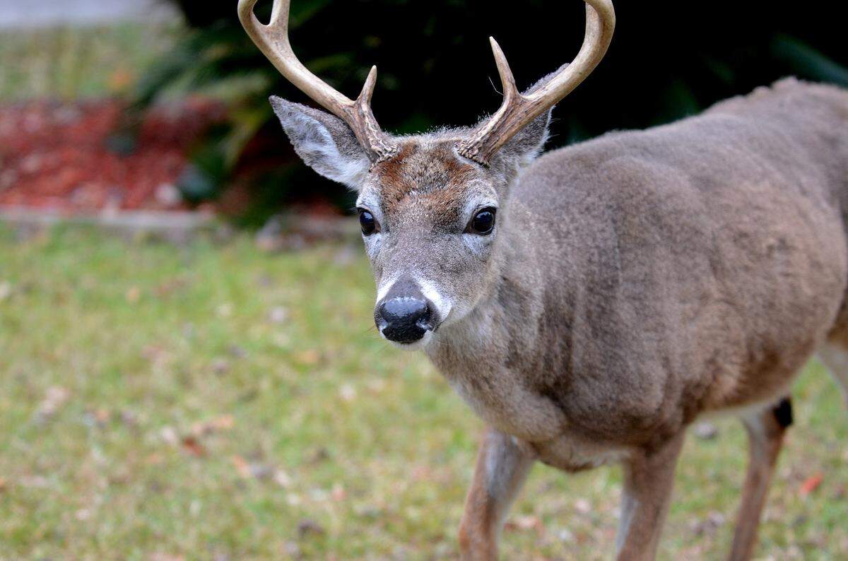 A buck stands in the front yard of a home on Saturday afternoon on Fripp Island.