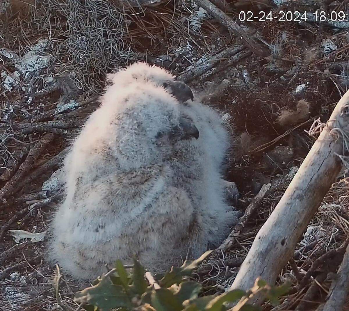 Great horned owlets huddled together in a nest on Hilton Head Island on Saturday, Feb. 24, 2024.