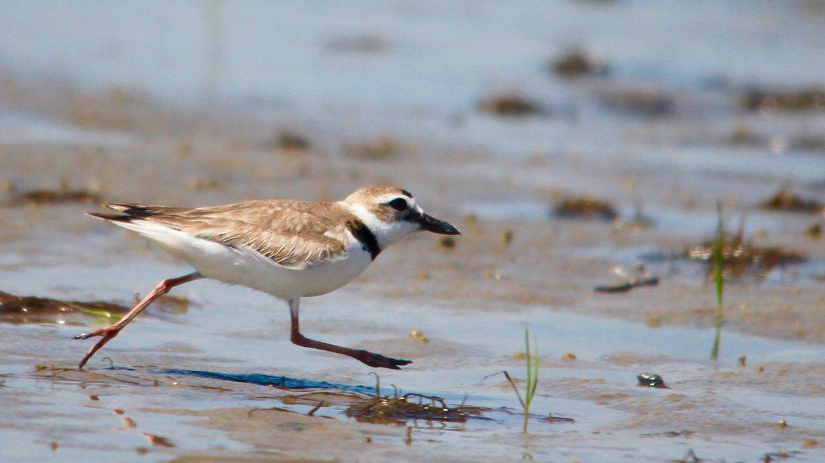 A Wilson’s plover races across a mud flat at Bull Point. These plovers can be identified in part by bills that are thicker and longer than similar species, such as piping plovers and killdeer. They nest on sandy beaches and dunes, which explains why we saw so many on Bull Point and adjacent Capers Island. They are losing nesting sites along the East Coast as beachfront development encroaches. The birds are considered threatened or endangered in many states.