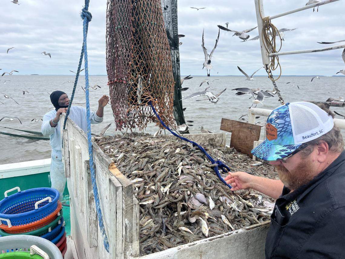 Arthur Duncan and Craig Reaves dump shrimp from a net onto a sorting area.