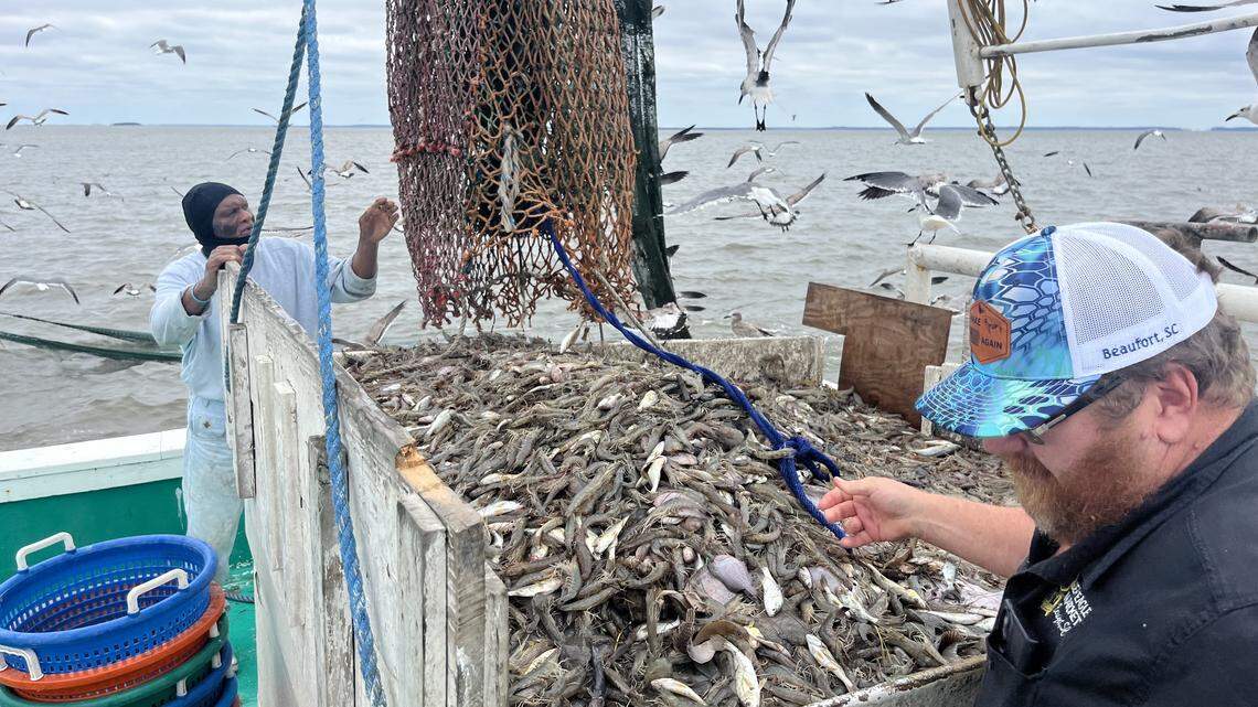 Rain or shine, 10K shrimp lovers to show at Beaufort Festival