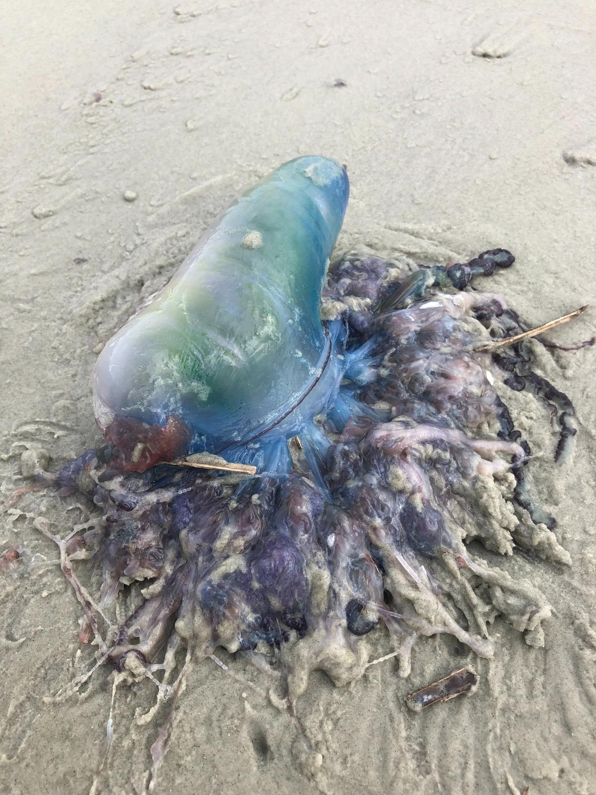A Portuguese Man-Of-War was spotted on Hilton Head’s beach on Nov. 11 between the Sonesta Resort and Coligny beach. The venomous Portuguese Man-Of-War is also known as a “bluebottle” jellyfish and can deliver an “excruciatingly painful” sting to humans even weeks after it’s dead.