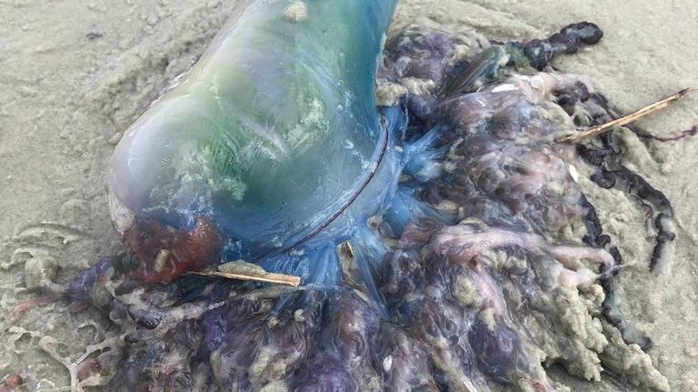 Vibrant, venomous creatures could be coming to Hilton Head beaches. Here’s what to know