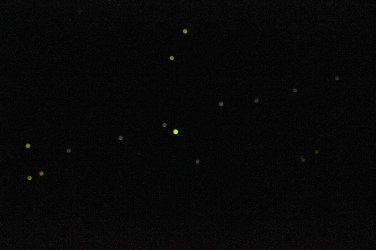 Fireflies at Congaree National Park on May 14, 2025. These fantastical creatures are notoriously difficult to photograph, especially for beginners.