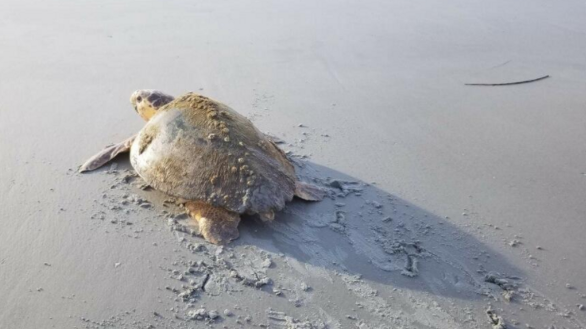 A mother sea turtle crawls back to the ocean on Thursday, July 5 after Friends of Hunting Island volunteers helped rescue her from under a fallen tree.
