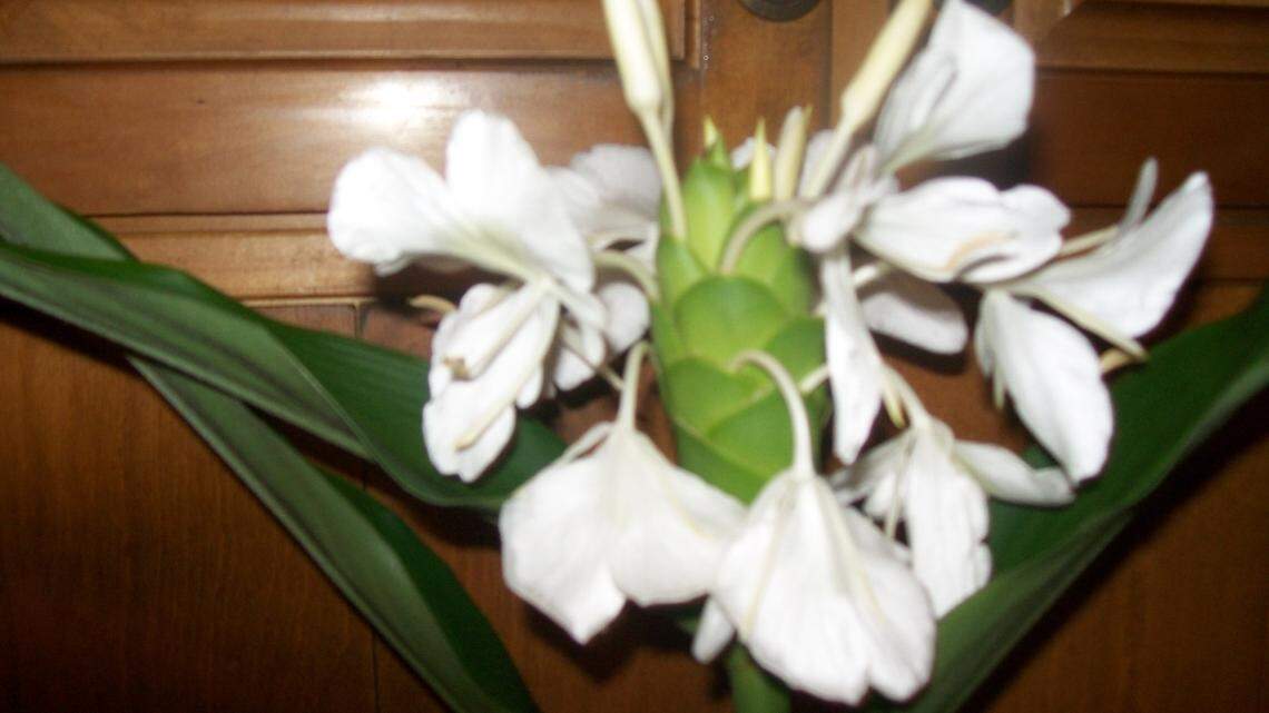 A look back at Hilton Head's past sheds light on how its beauty was protected