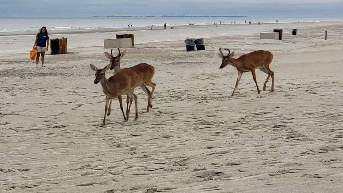Oh Deer! Small herd of adorable deer spotted ‘chilling’ on Hilton Head beach
