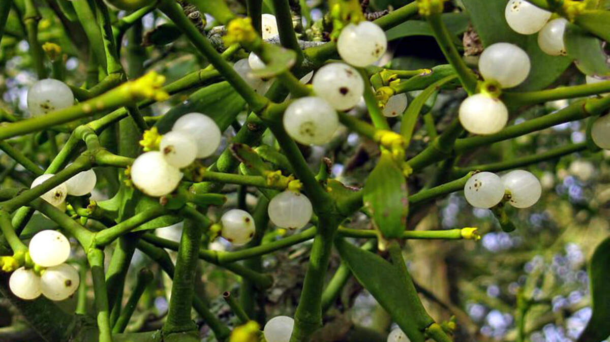When eaten by birds, the seeds from these translucent white berries of the mistletoe will lend to more plant growth.