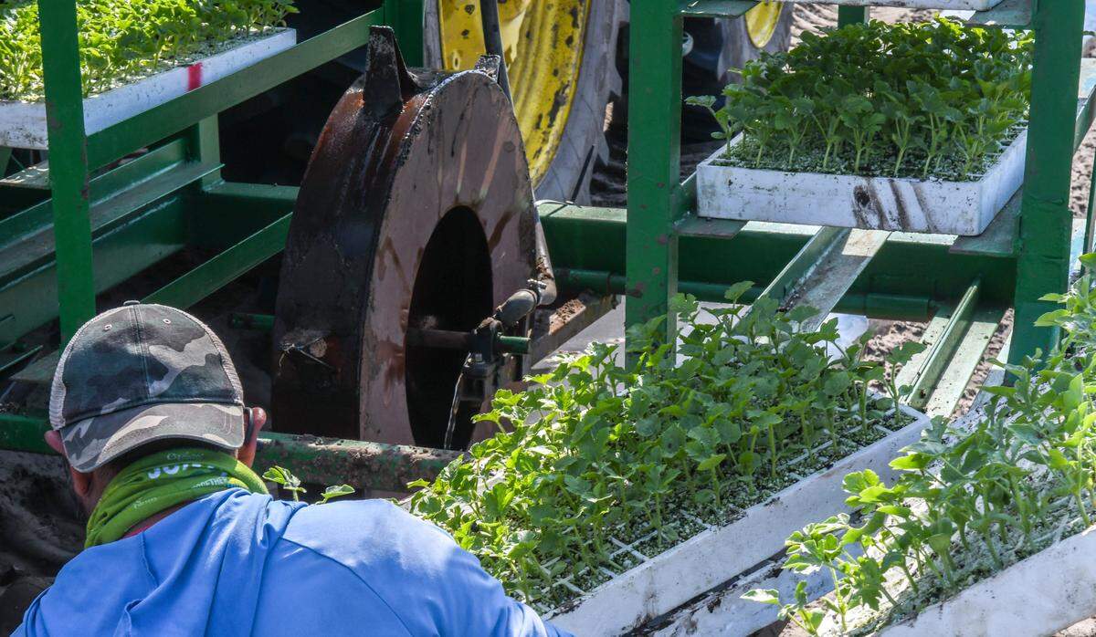 A water, fertilizer mixture can be seen pouring into the spiked wheel as workers plant watermelon seedlings on Feb. 25, 2025, at Coosaw Farms on St. Helena Island.