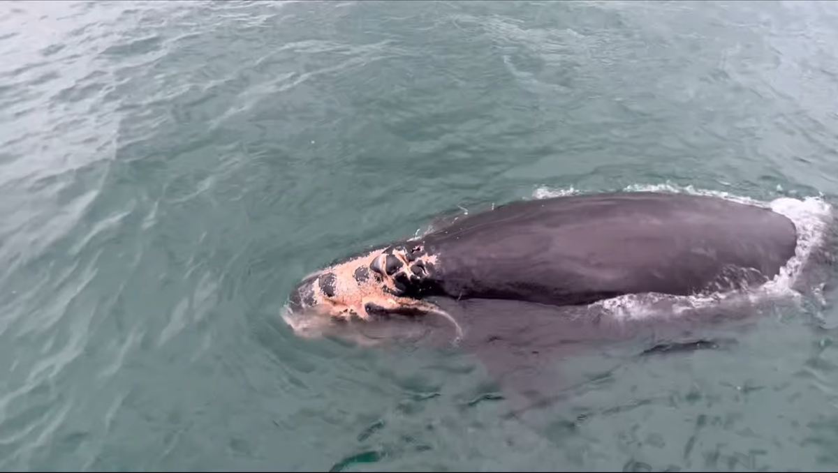 Injured North Atlantic right whale 2024 calf of Juno (#1612) seen with injuries on the head, mouth, and left lip consistent with vessel strike on Wednesday, Jan. 10, 2024.
