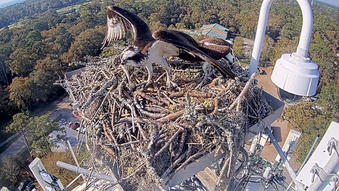 Oscar (right) returned to the nest with a fish, which Oprah (left) quickly devoured.