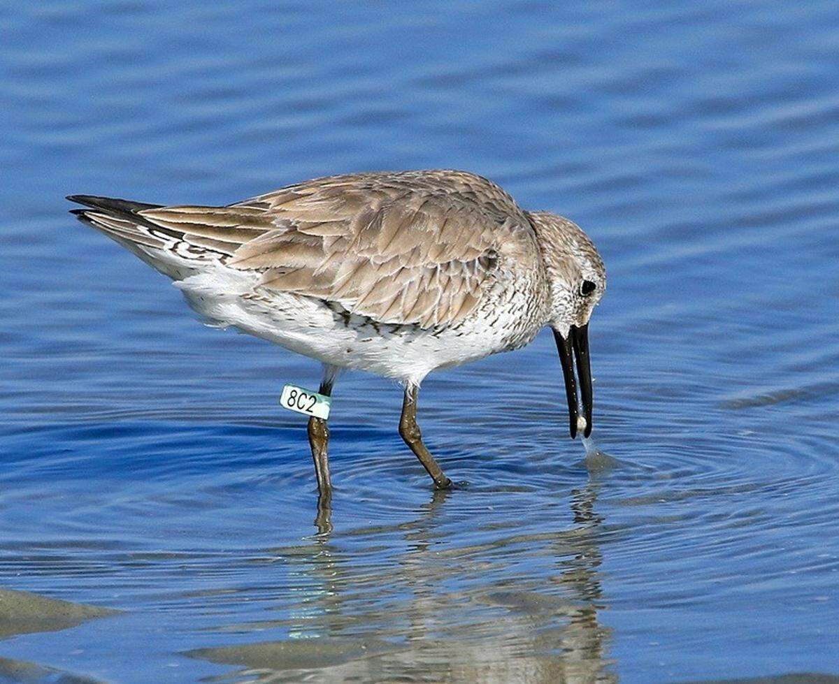 A banded Red Knot is photographed on the beach on Hilton Head Island.