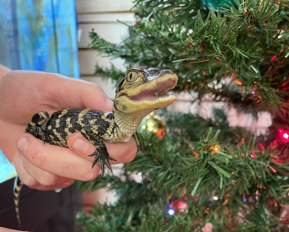 Hunting Island State Park is looking to name its two new baby alligators and it needs your help.