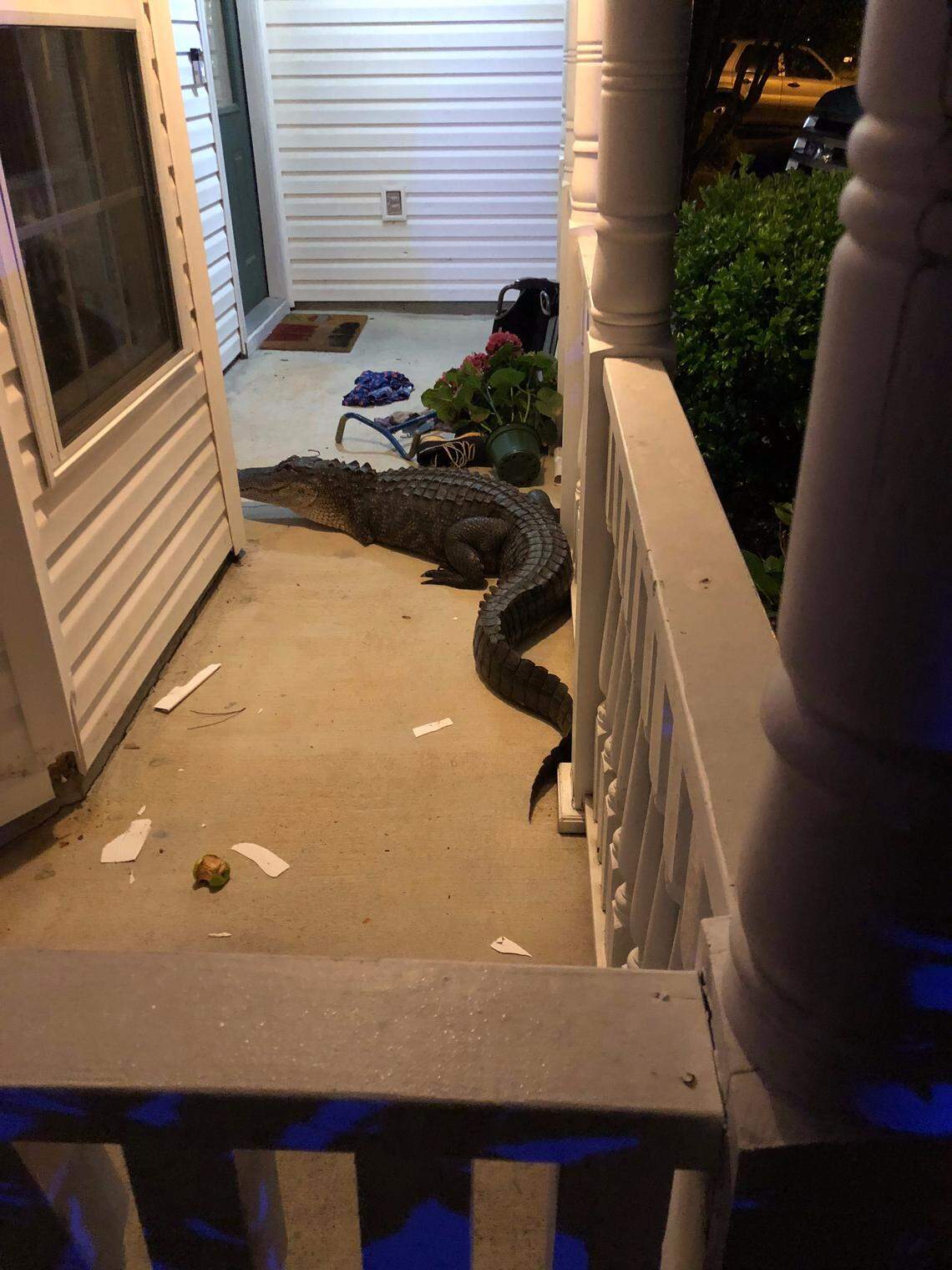 A North Charleston, South Carolina, family woke up Monday, May 14, 2018, to find a 7-foot alligator on their front porch. The alligator was missing one of its front legs.
