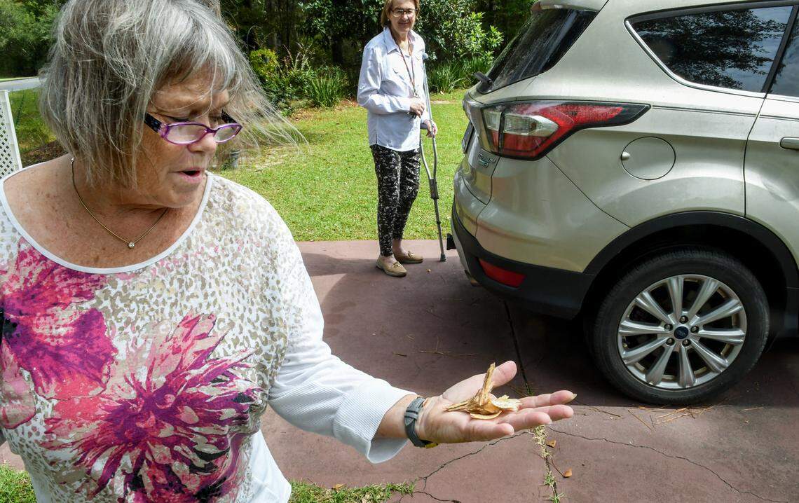 Shannon Smith shows how wood chips litter her yard and other homes along Timmer Road as neighbor Jackie Reynolds, back, uses a crutch to stabilize herself on Sept. 24, 2020 in Ridgeland, S.C. The neighbors say the noise from semi-trucks going to and from Jasper Pellets occurs at all hours of the day. On Sept. 20, 2020, environmental groups sent a letter with intent to sue to the owner the wood mill, who they say has been converting wood chips into pellets without having federal and state permits.