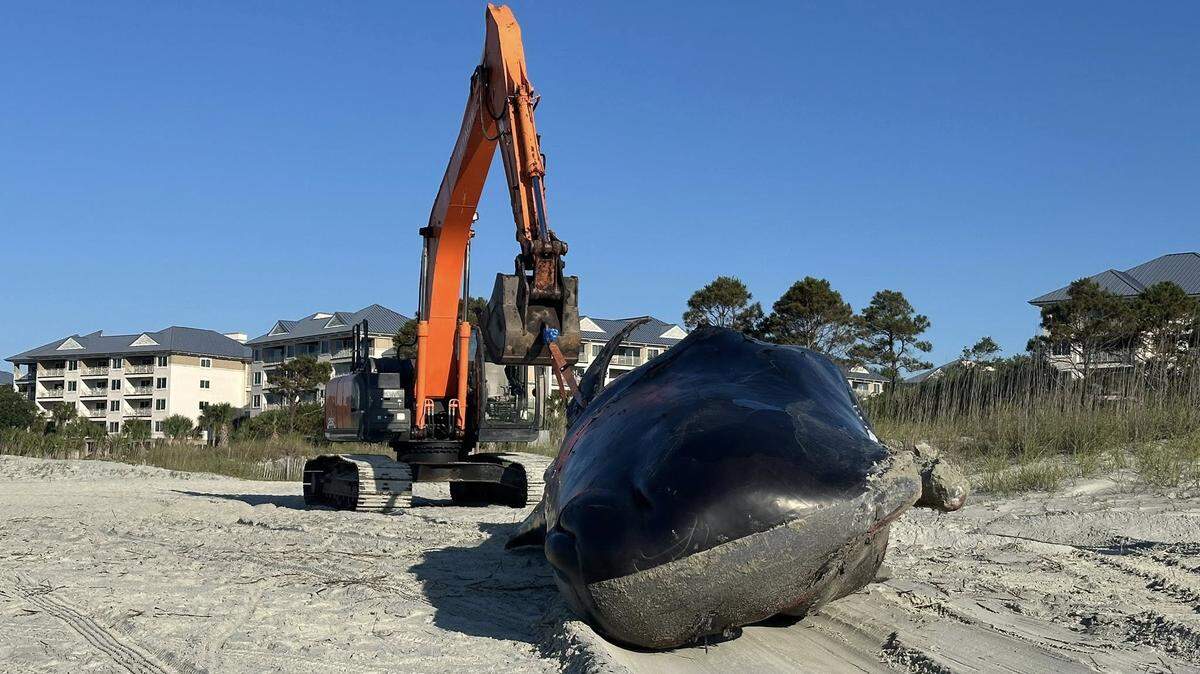 After being euthanized Sunday evening, the beached whale that washed up on Hilton Head Island is pulled by its tail to the spot where a necropsy can be performed.