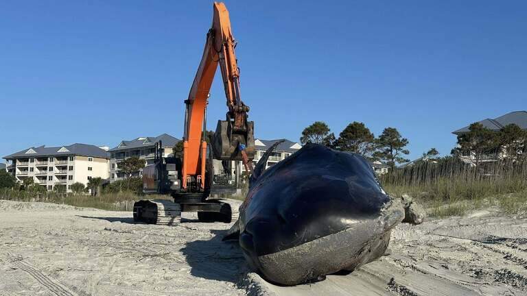 31-foot whale that washed up on Hilton Head beach died of “starvation”, say scientists