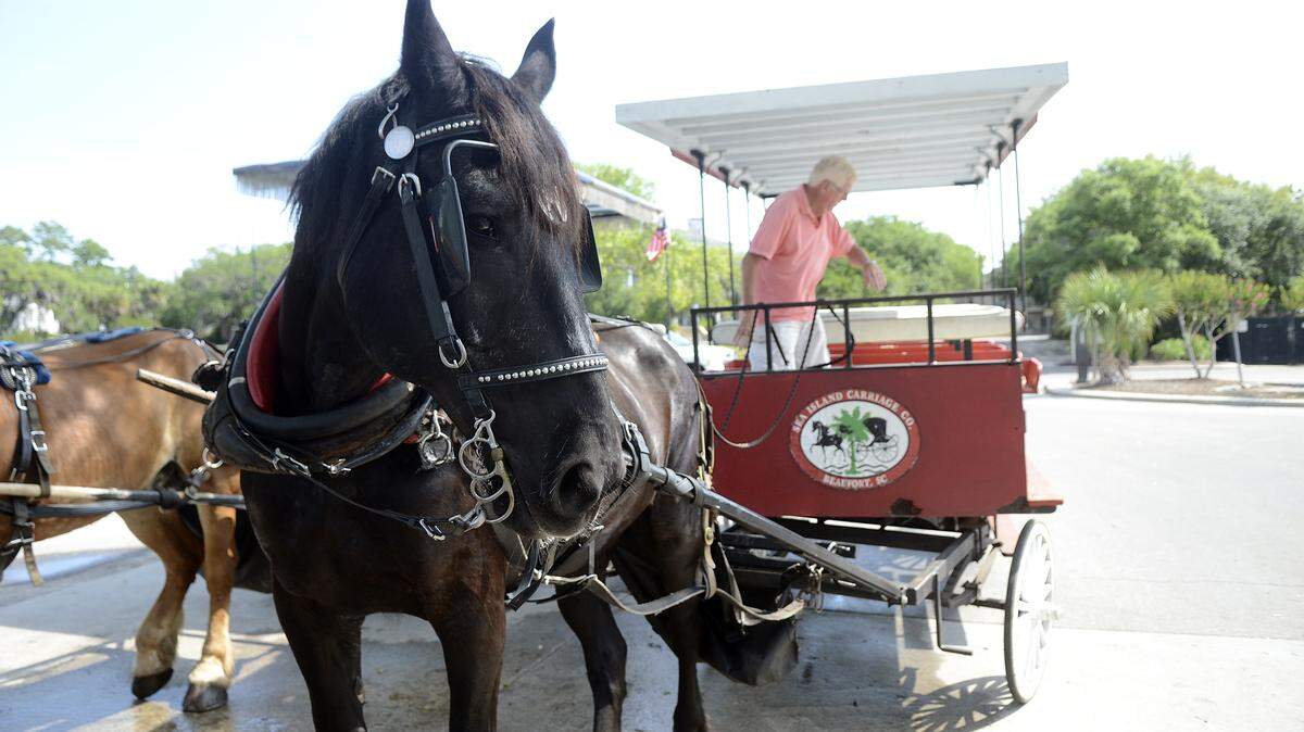 Merlin, a carriage tour horse with Sea Island Carriage Co., is shown June 7, 2014, near the water trough in the Beaufort Downtown Marina parking lot near Henry C. Chambers Waterfront Park.