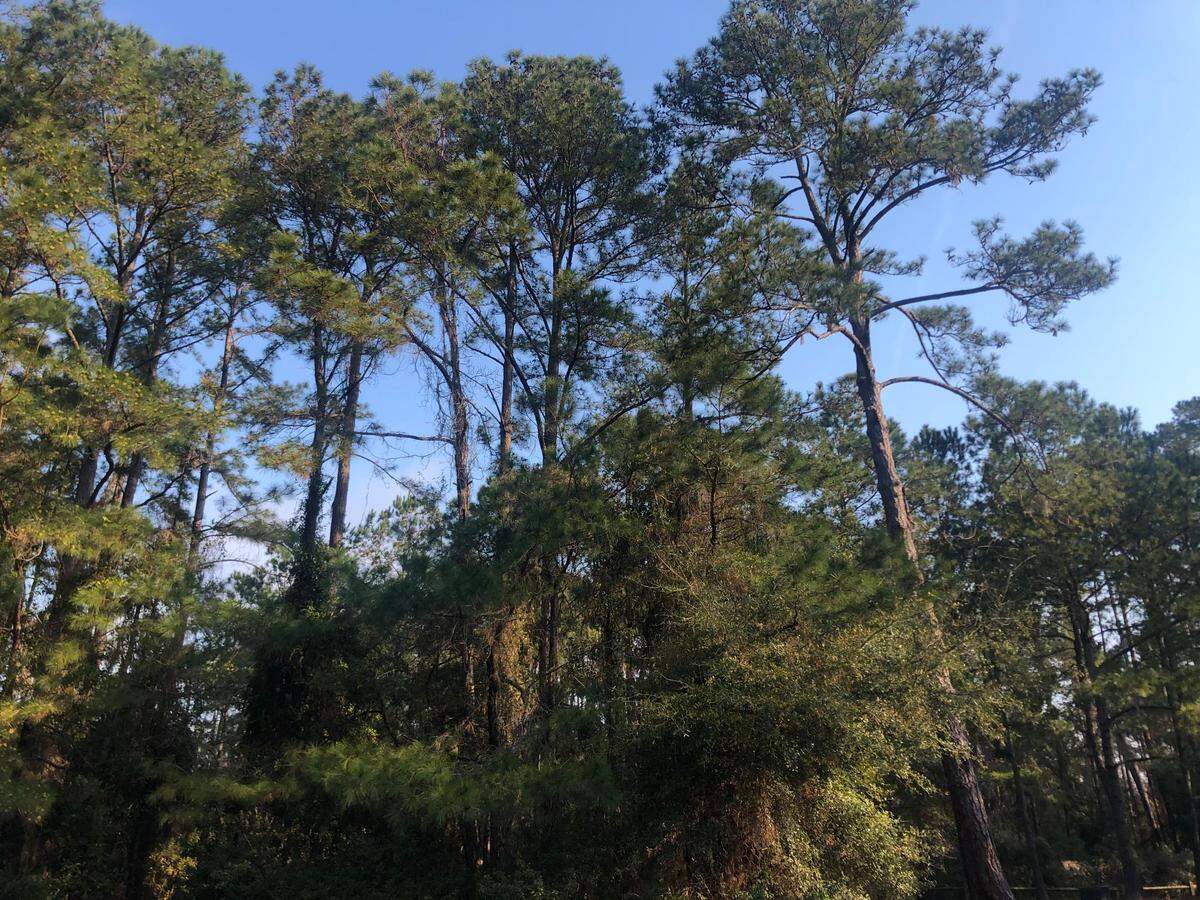 Tall pines sway in Jarvis Creek Park behind the Chapel Without Walls congregation on March 14, 2021.