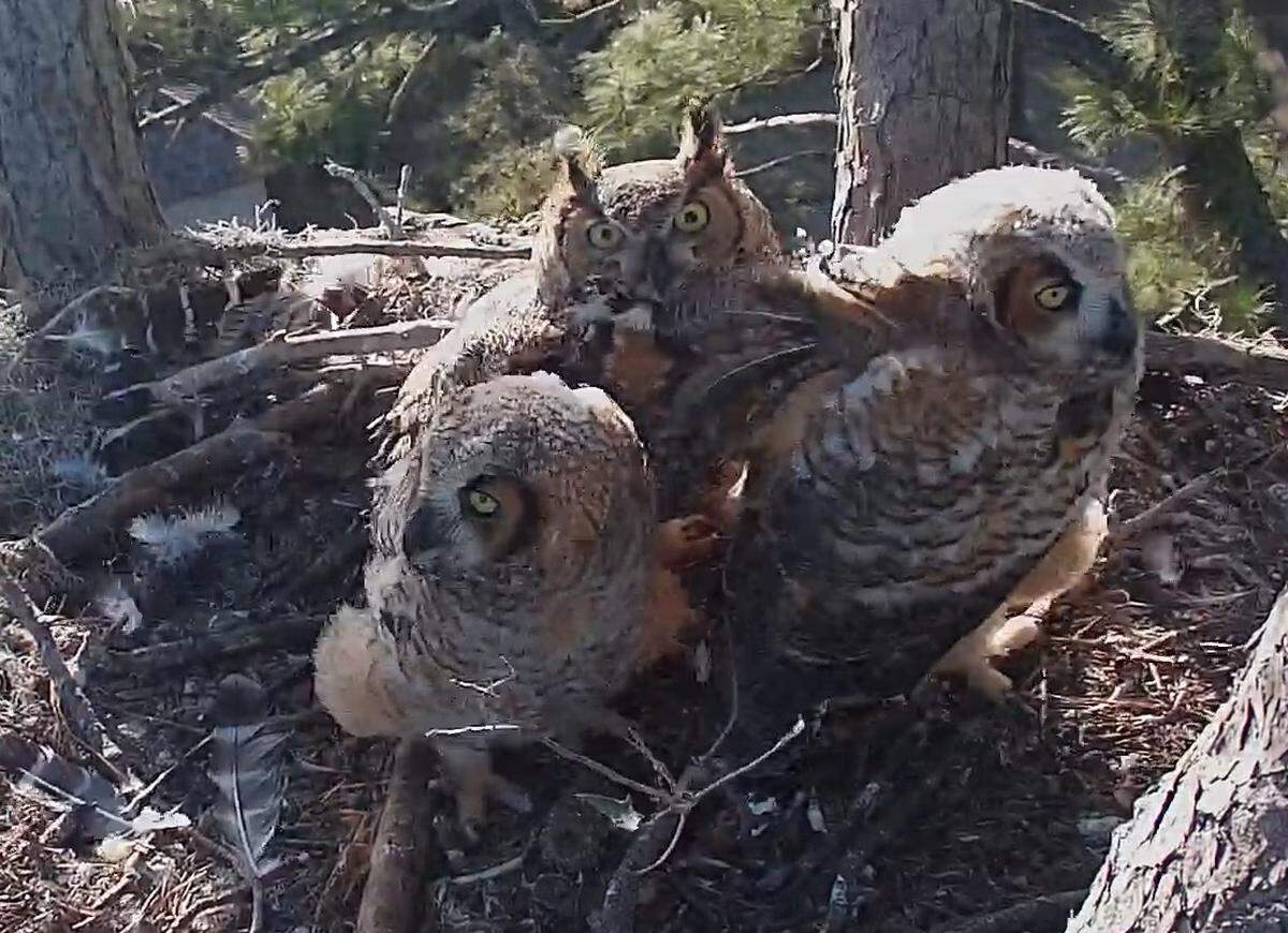 Great horned owl Bayley staring into the Raptor CAM and huddled by her owlets, HH5 and HH6, on March 24, 2024.