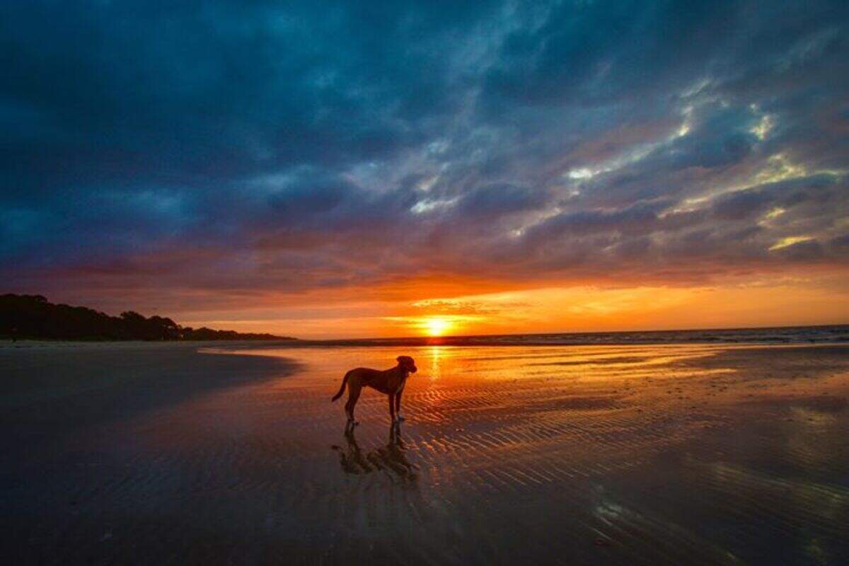 Mark Hough submitted this photo he took of his dog Lucas at sunrise on Tower Beach in Sea Pines on Hilton Head Island.