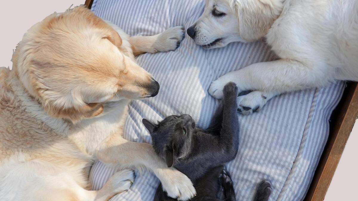 Beaufort County Animal Services is offering $20 spays until April 1, 2025
