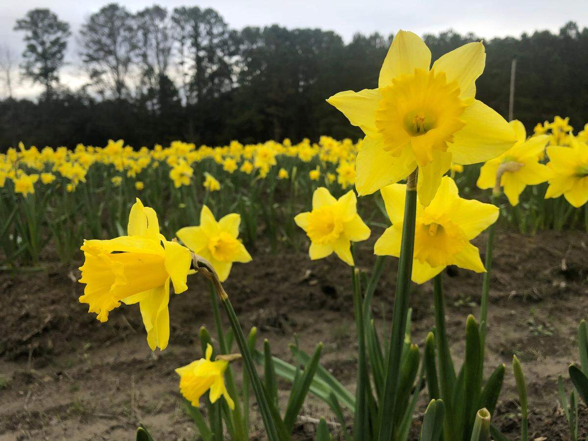 Rows of daffodils are blooming on Feb. 18, 2021, at U-Pick Daffodils in Okatie. 