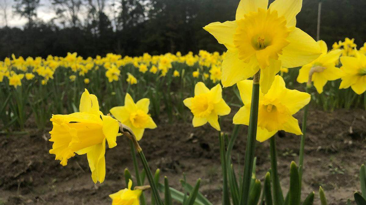 Rows of daffodils are blooming on Feb. 18, 2021, at U-Pick Daffodils in Okatie.