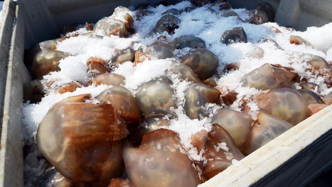 In this file photo, a bin of iced down cannonball jellyfish await transport to the processing facility during a demonstration at the Port Royal Shrimp Dock.
