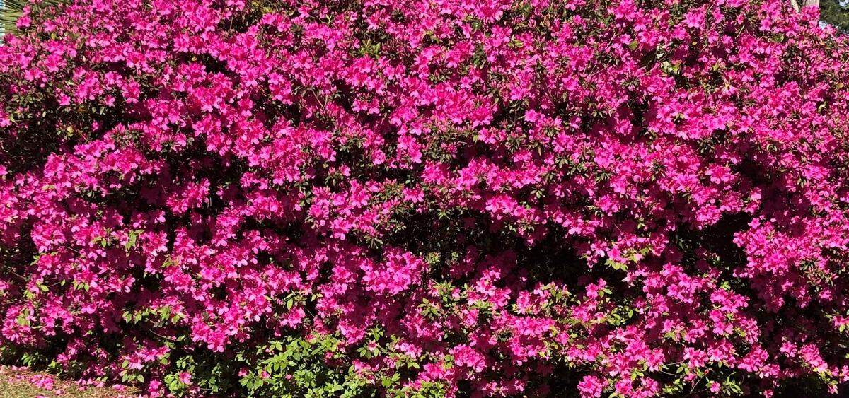 James Collard shared this photo of a blooming azalea bush in his yard on Hilton Head Island.&nbsp;