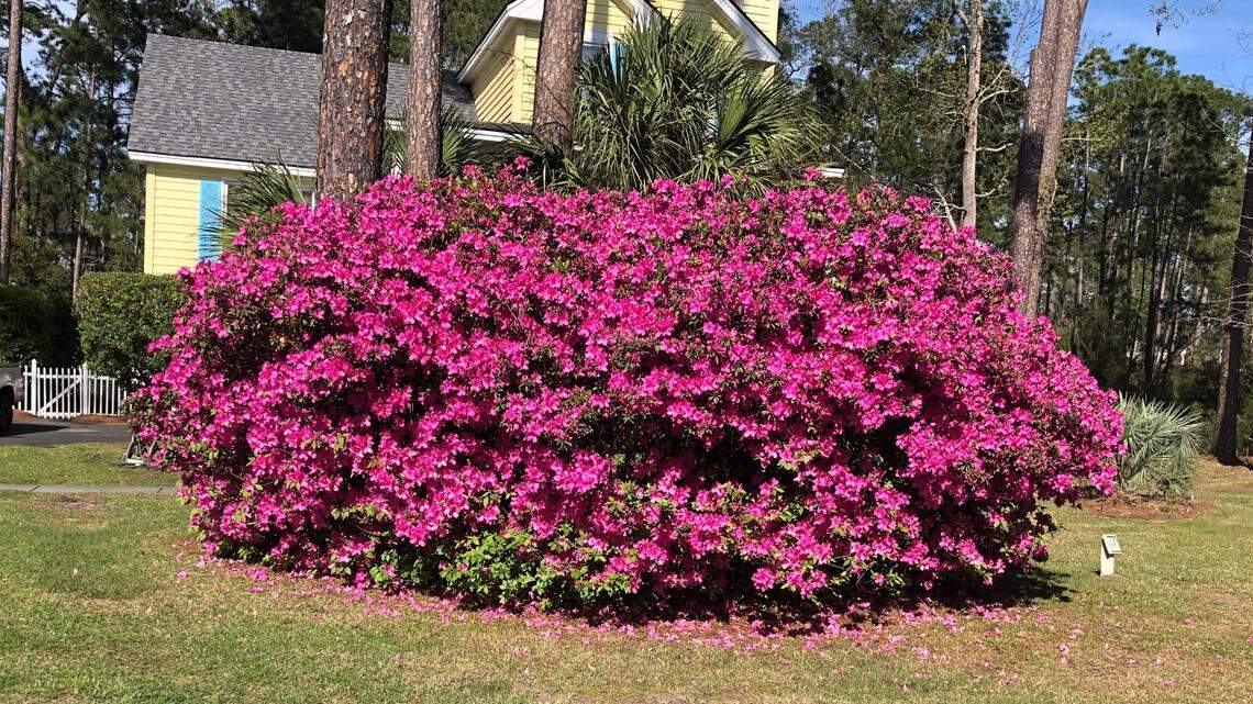 James Collard shared this photo of a blooming azalea bush in his yard on Hilton Head Island. 