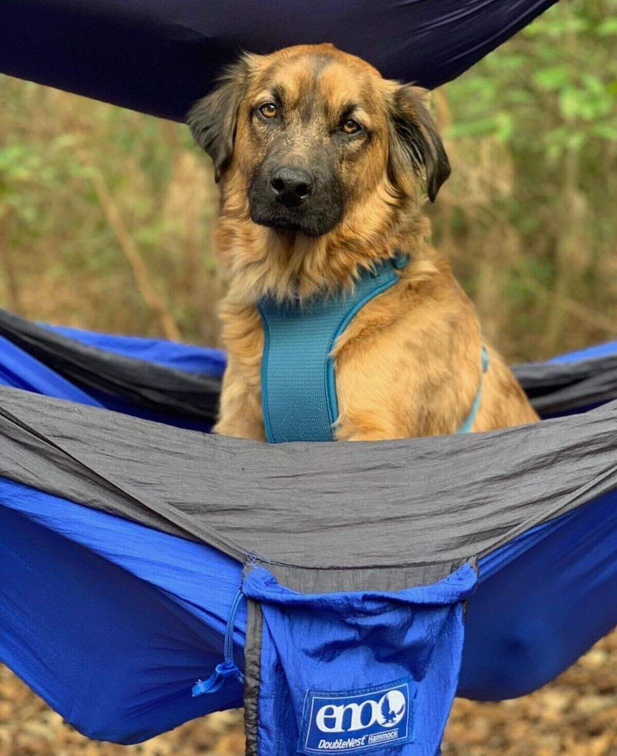 Miller is the 2025 Cutest Dog in the Lowcountry Photo Contest winner.