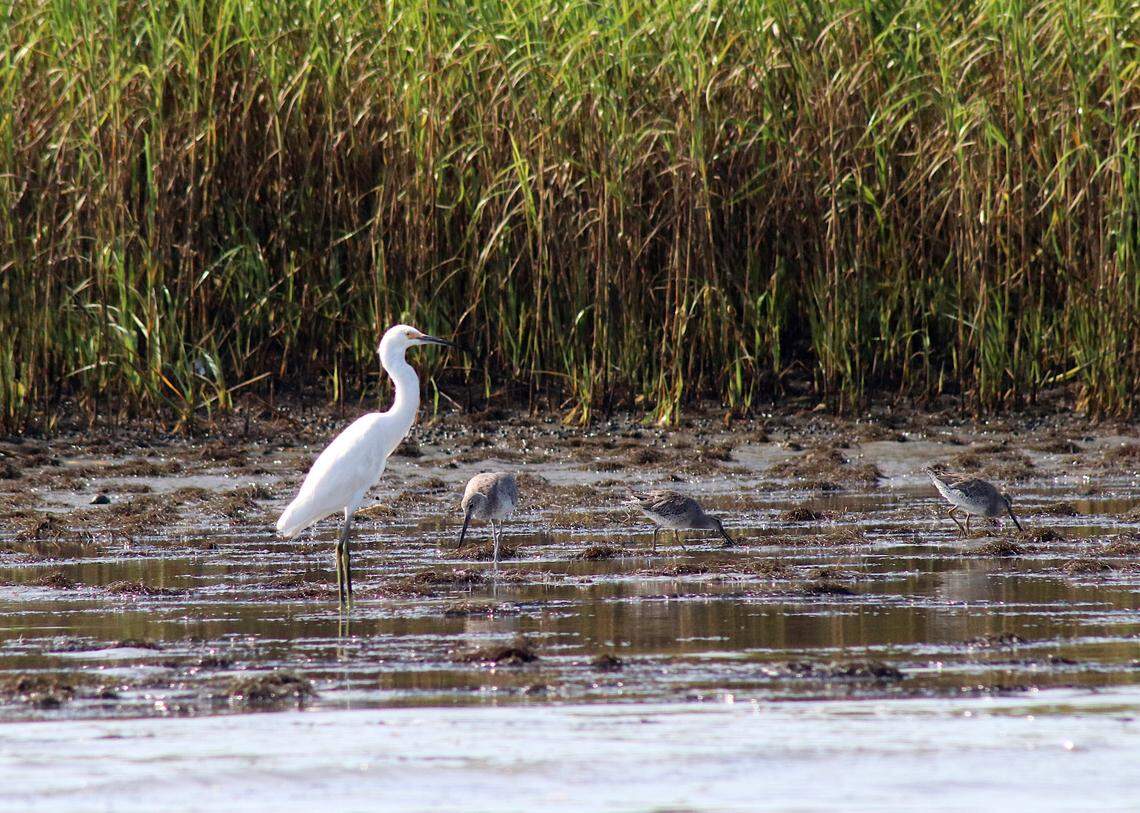 Shorebirds hunt in the pluff mud along Trecnards Inlet near Capers Island. Wildlife and nature abound in this quiet stretch of the Lowcountry Coast.