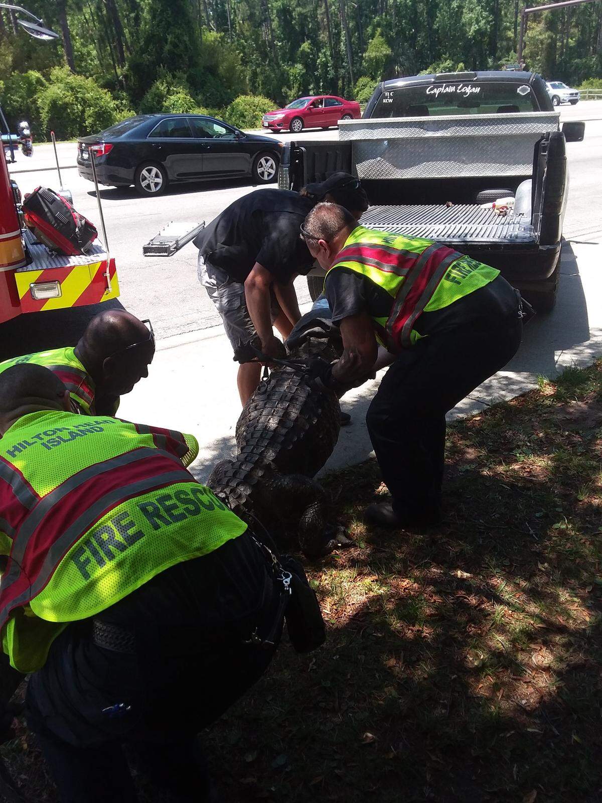Hilton Head firefighters help load the 10-foot alligator in the bed of Logan Cambron's truck Tuesday, May 8, 2018.