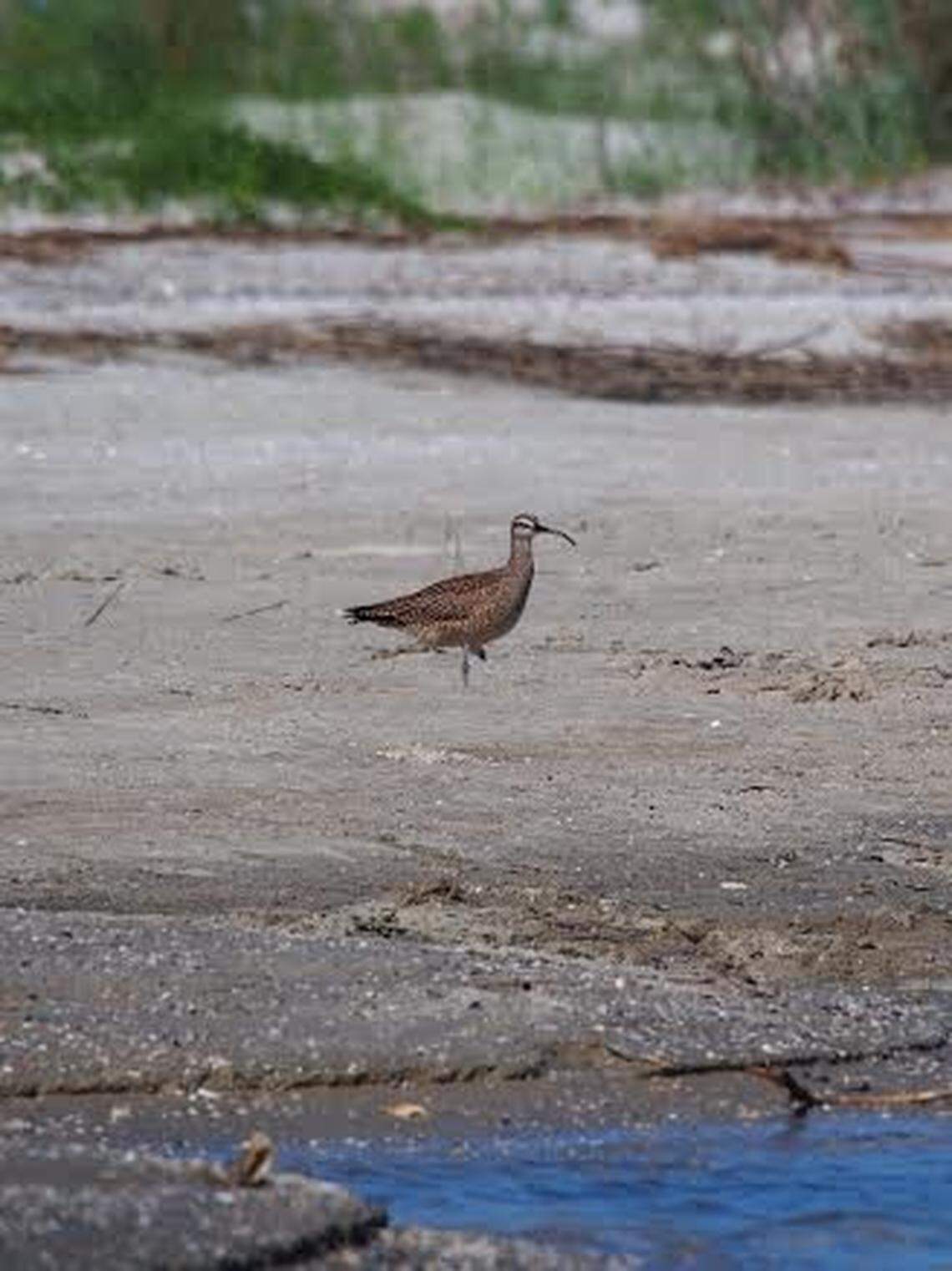 Another first for Carl Berube -- a whimbrel, spotted at Pinckney Island NWR.