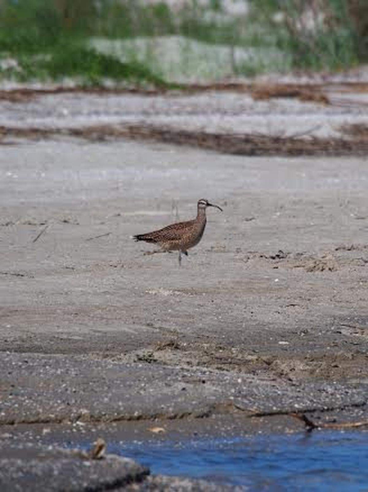 Another first for Carl Berube -- a whimbrel, spotted at Pinckney Island NWR.