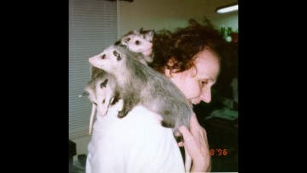 Dixie Stevenson in 1996 with opussums she received when they were babies. The babies were found in the pouch of the mother, who was hit by a car.