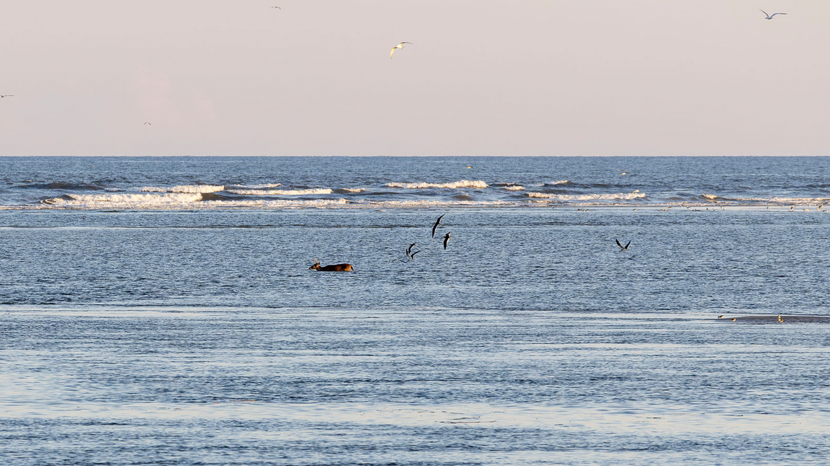 A lone buck makes the swim from Pritchards Island to Fripp Island in mid-September.