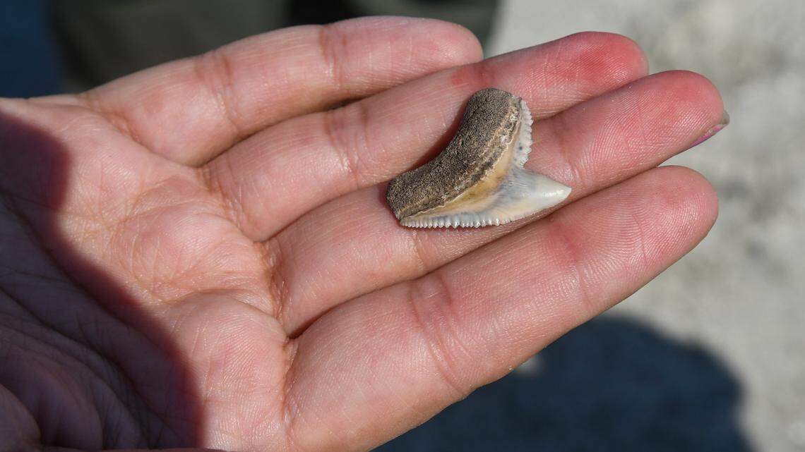 Searching for shark teeth in SC? Tips you were told may be wrong. Here’s how to find them
