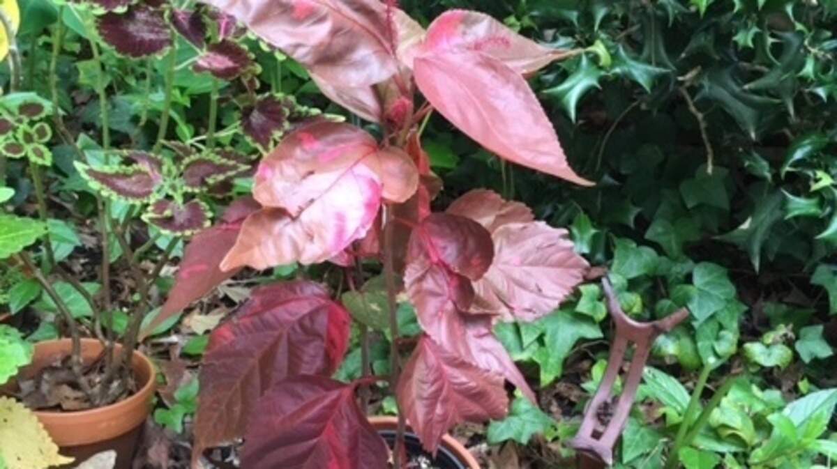 This colorful coleus is a new variety 