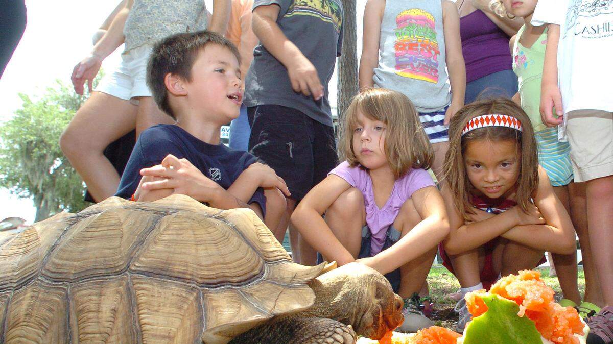 A group of students from the Dancing Dogs Yoga Nature Camp look as Mr. T, an 80-pound African spur thigh tortoise, enjoys some watermelon Friday afternoon near the Beaufort Town Center. The tortoise was brought in along with a variety of other reptiles as part of  the camp's nature lessons.