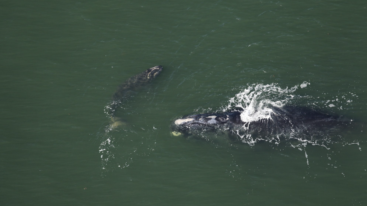 Researchers with Clearwater Marine Aquarium Research Institute sighted a North Atlantic right whale mom and calf on Dec. 1. five miles off Sapelo Island, GA.