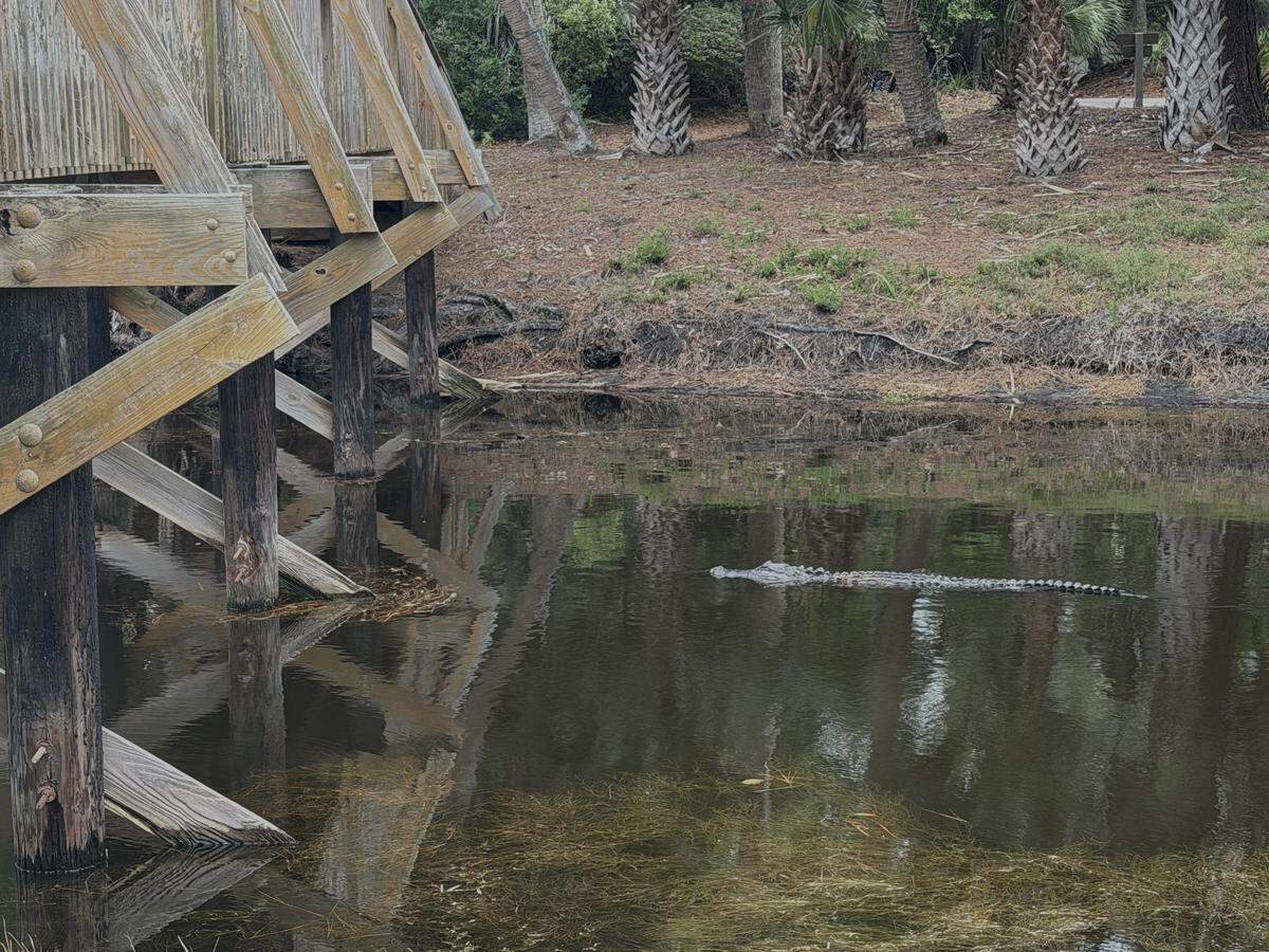 An alligator glides through the waters of a lagoon in Sea Pines’ Beach Lagoon neighborhood on Hilton Head Island.
