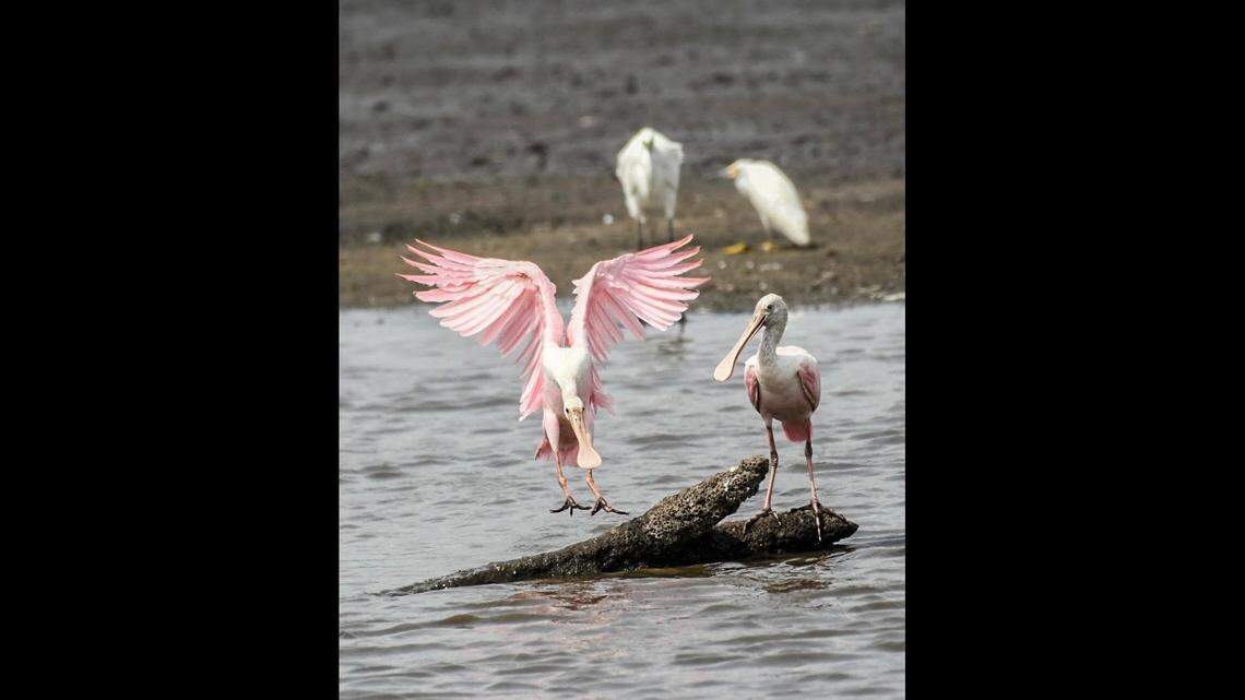 Younger roseate spoonbills are pale pink while adults are a vibrant magenta pink.&nbsp;&nbsp;