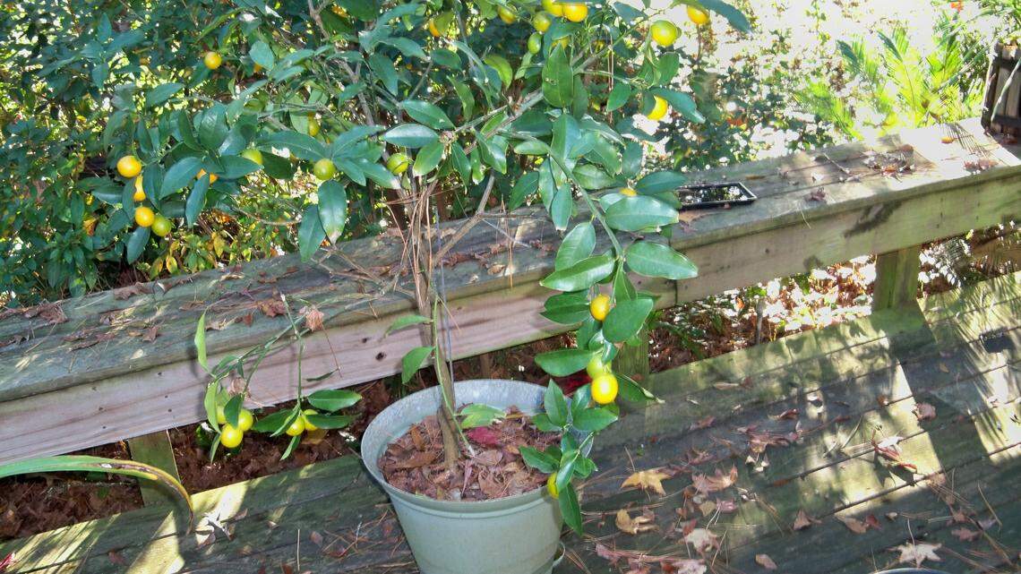 As any good gardener in the Lowcountry knows, weather is end-all, be-all