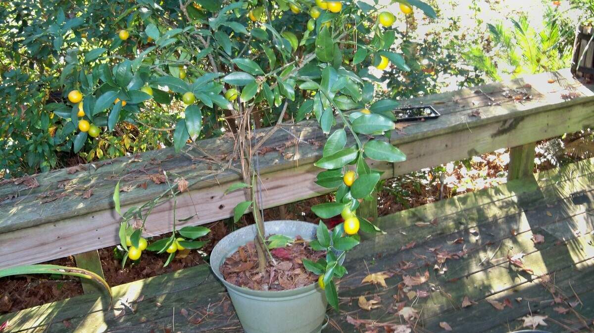 A kumquat tree is loaded with ripe fruit for picking.